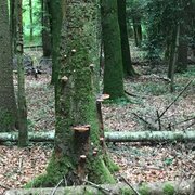 En balade dans la forêt