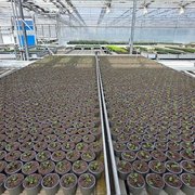 Blick in ein Gewächshaus mit Setzlingen