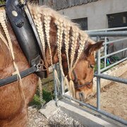Le cheval est bien préparé